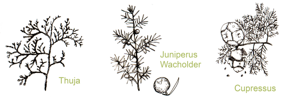 weitere Lebensbäume